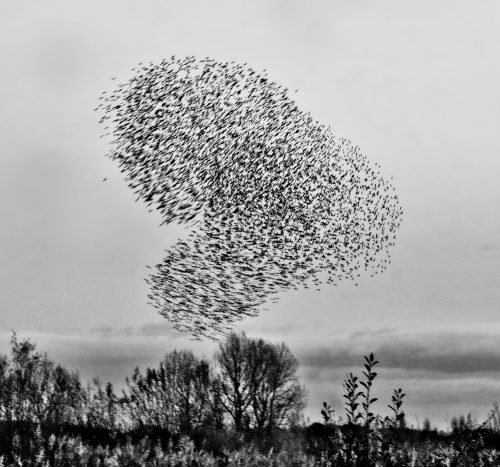 Black-and-white photograph of a heart-shaped murmuration